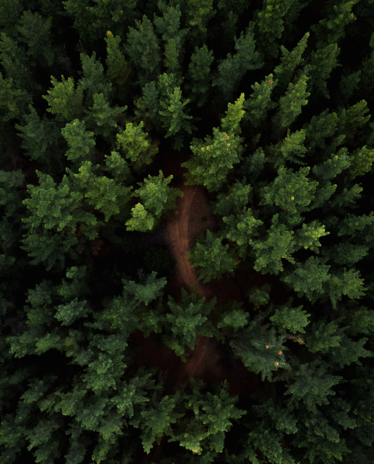 Forest Cover by Macrovector - Pexels